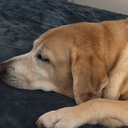 Home Owner wanting sitter in , Queensland