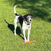 Home Owner wanting sitter in , Western Australia