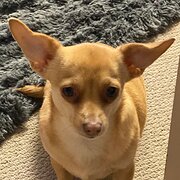 Home Owner wanting sitter in PACIFIC PARADISE, Queensland