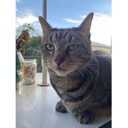 Home Owner wanting sitter in Brisbane , Queensland