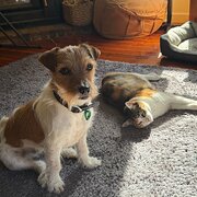 Home Owner wanting sitter in Wangaratta , Victoria