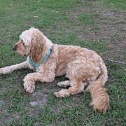 Home Owner wanting sitter in , Queensland