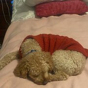 Home Owner wanting sitter in , New South Wales