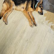 Home Owner wanting sitter in Gosford , New South Wales