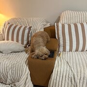 Home Owner wanting sitter in , New South Wales