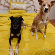 Home Owner wanting sitter in Adelaide , South Australia