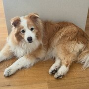 Home Owner wanting sitter in Perth, Western Australia