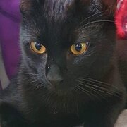 Home Owner wanting sitter in , Queensland