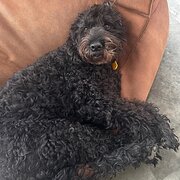 Home Owner wanting sitter in SYDNEY, New South Wales