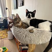 Home Owner wanting sitter in , Western Australia