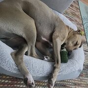 Home Owner wanting sitter in , Queensland