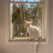 Home Owner wanting sitter in Newcastle , New South Wales