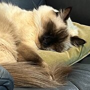 Home Owner wanting sitter in Sydney, New South Wales