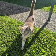 Home Owner wanting sitter in Mackay, Queensland