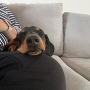 Home Owner wanting sitter in , Western Australia