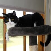 Home Owner wanting sitter in Adelaide, South Australia