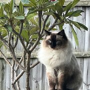 Home Owner wanting sitter in Maitland , New South Wales