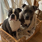 Home Owner wanting sitter in Sunshine Coast, Queensland