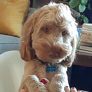 Home Owner wanting sitter in Melbourne , Victoria