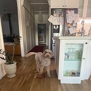 Home Owner wanting sitter in Sydney , New South Wales