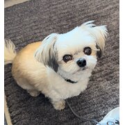 Home Owner wanting sitter in Mandurah, Western Australia
