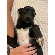 Home Owner wanting sitter in , Western Australia