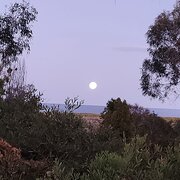 Home Owner wanting sitter in Scamander, Tasmania