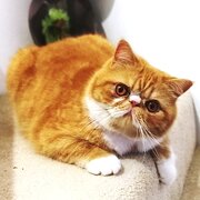 Home Owner wanting sitter in Gold Coast, Queensland