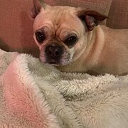 Home Owner wanting sitter in Frankston, Victoria