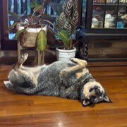 Home Owner wanting sitter in , Queensland