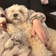 Home Owner wanting sitter in Melton, Victoria
