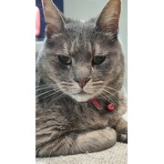 Home Owner wanting sitter in Melbourne, Victoria