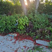 Home Owner wanting sitter in , Queensland