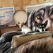 Home Owner wanting sitter in Coolbellup, Western Australia