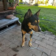 Home Owner wanting sitter in Wodonga , Victoria