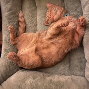 Home Owner wanting sitter in , New South Wales