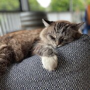 Home Owner wanting sitter in Brisbane, Queensland