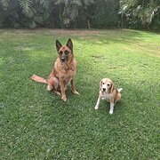 Home Owner wanting sitter in Carindale, Queensland