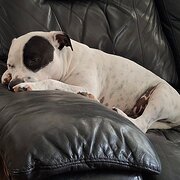 Home Owner wanting sitter in Campbelltown , New South Wales