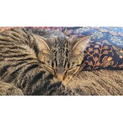 Home Owner wanting sitter in Warrnambool, Victoria