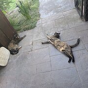 Home Owner wanting sitter in , Victoria