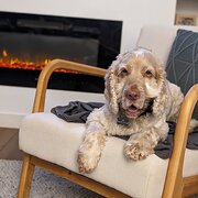 Home Owner wanting sitter in Adelaide, South Australia
