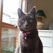 Home Owner wanting sitter in Sydney, New South Wales