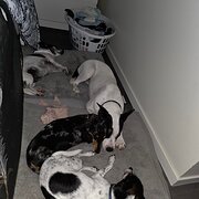 Home Owner wanting sitter in , Queensland