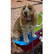 Home Owner wanting sitter in , Queensland