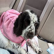 Home Owner wanting sitter in Melbourne , Victoria