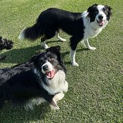 Home Owner wanting sitter in Coburg North, Victoria