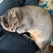 Home Owner wanting sitter in Coburg North, Victoria