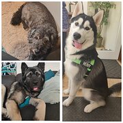 Home Owner wanting sitter in Adelaide, South Australia