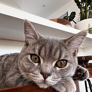 Home Owner wanting sitter in Sunshine Coast, Queensland